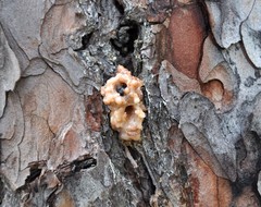 Dendroctonus micans