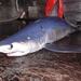 Longfin Mako - Photo (c) Gonzalo Mucientes Sandoval, some rights reserved (CC BY-NC-SA), uploaded by Gonzalo Mucientes Sandoval