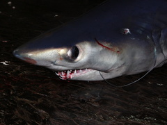 Isurus paucus