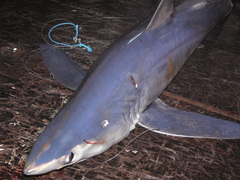 Isurus paucus