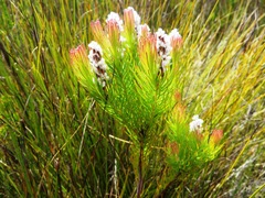 Spatalla mollis