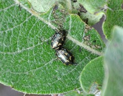 Chrysomela lapponica