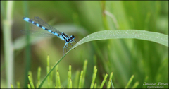 Coenagrion mercuriale