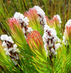 Spatalla mollis