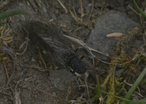 Sialis fuliginosa