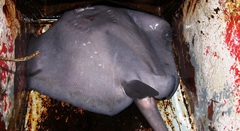 Pteroplatytrygon violacea