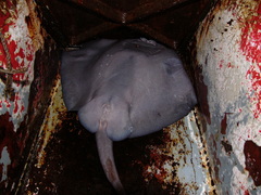 Pteroplatytrygon violacea