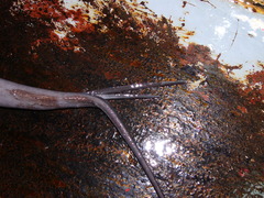 Pteroplatytrygon violacea