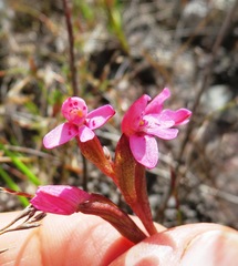 Disa vaginata
