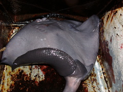 Pteroplatytrygon violacea