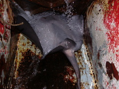 Pteroplatytrygon violacea