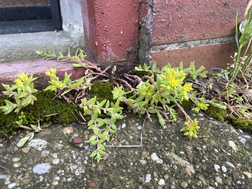 rozchodník plazivý (Sedum sarmentosum)