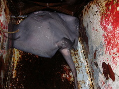 Pteroplatytrygon violacea