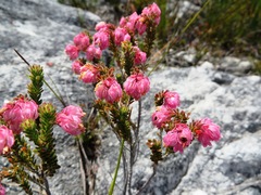 Erica tegulifolia