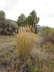 Agropyron fragile