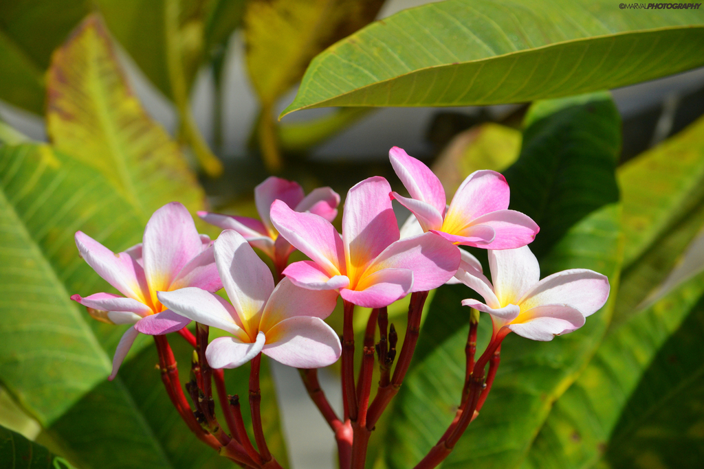 Frangipani Trees (genus)