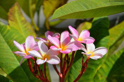 Plumeria rubra
