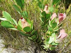 Protea stokoei