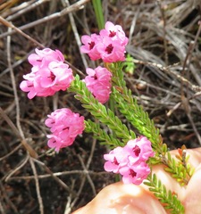 Erica tegulifolia