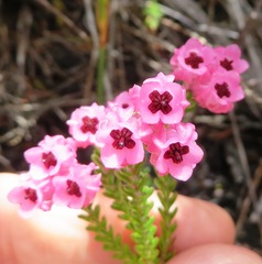 Erica tegulifolia
