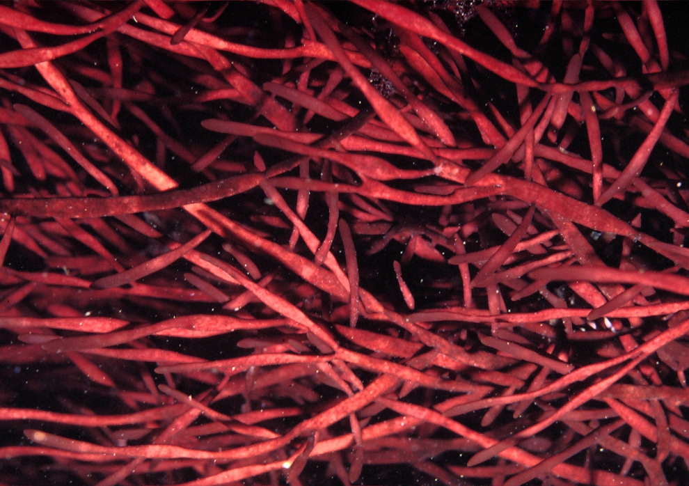 Prionitis linearis