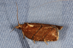 Argyrotaenia juglandana