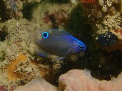 Pomacentrus burroughi