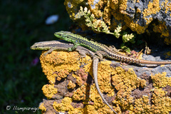 Iberolacerta monticola