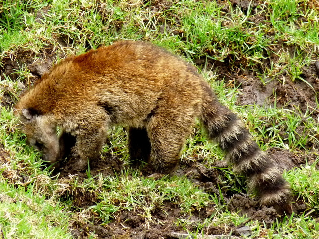 Mountain Coati