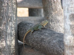 Tropidurus spinulosus