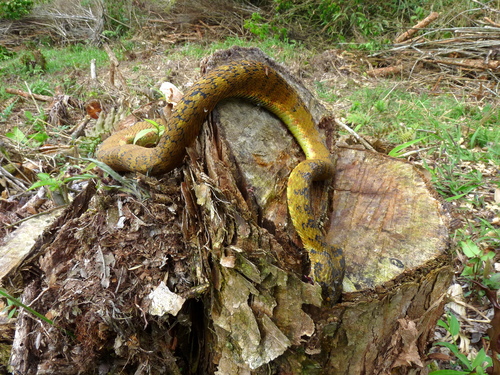 Bothriechis schlegelii