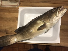Epinephelus aeneus