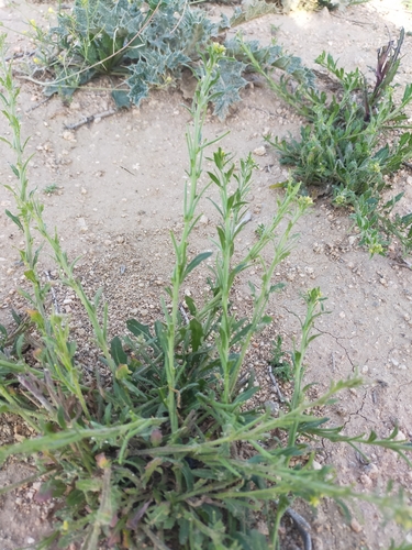 Image of Sisymbrium runcinatum by (c) Jorge Íñiguez, some rights reserved (CC BY)