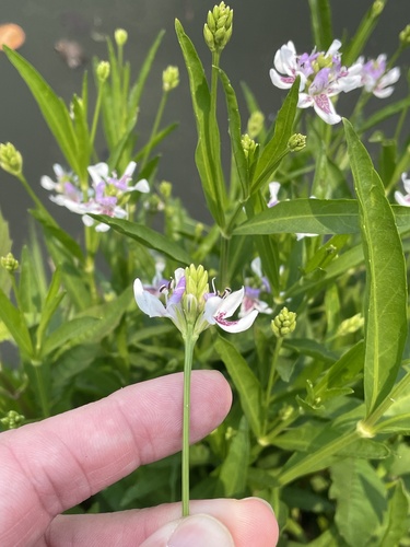 Dianthera americana, photograph 5