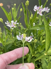 Dianthera americana, photograph Sam Kieschnick, CC BY, iNaturalist via GBIF