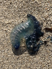 Physalia physalis