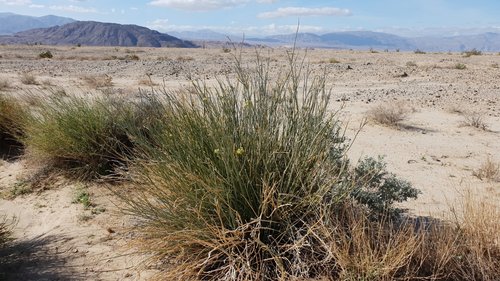 rush milkweed