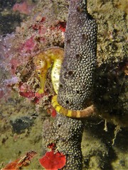 Hippocampus comes