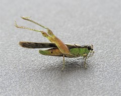Paulinia acuminata