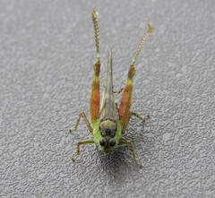 Paulinia acuminata