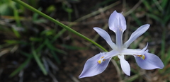 Moraea elliotii