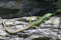 Iberolacerta monticola