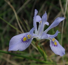 Moraea elliotii