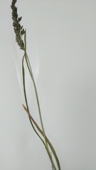Poa alpina