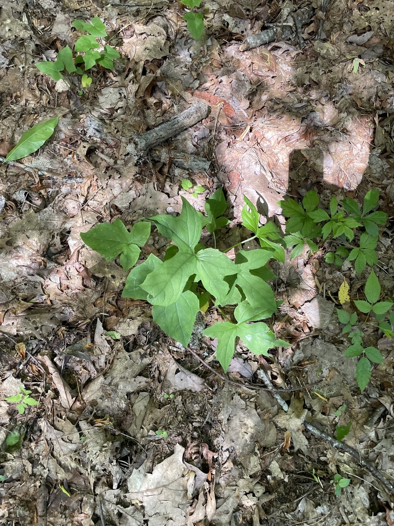 rattlesnake roots from Byron Herbert Reece, Blairsville, GA, US on May ...