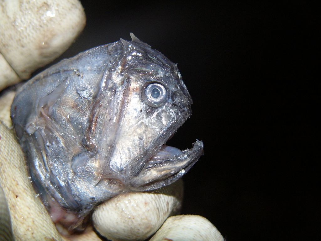Shorthorn Fangtooth
