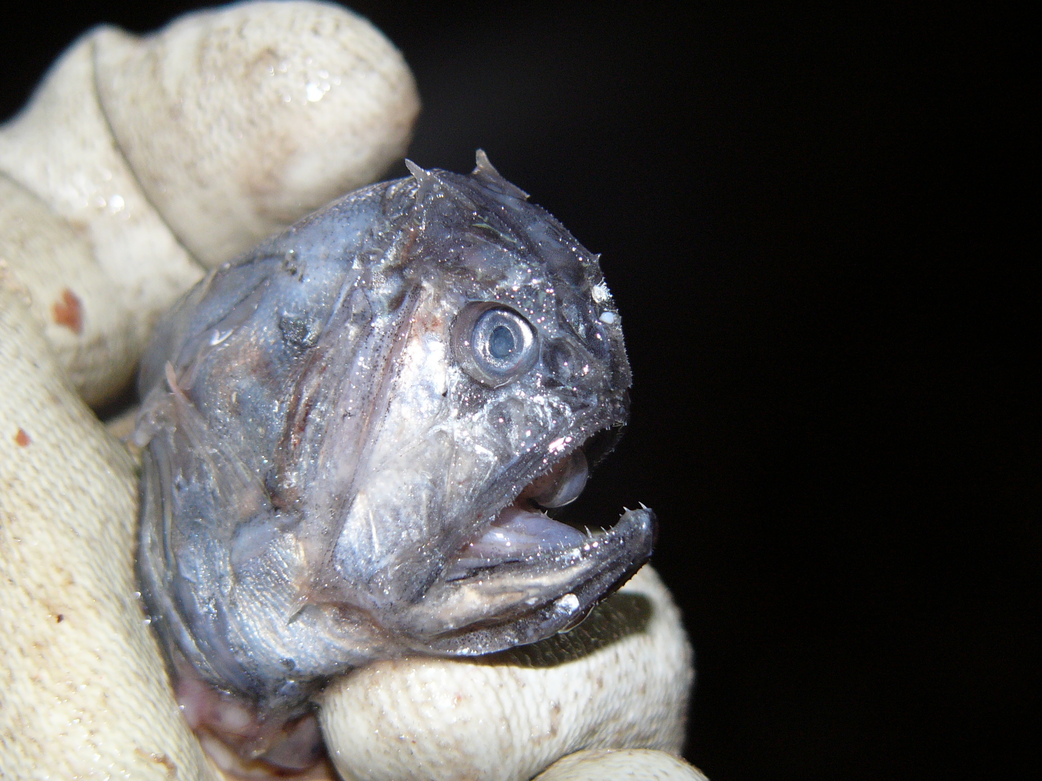 Shorthorn Fangtooth photo 4