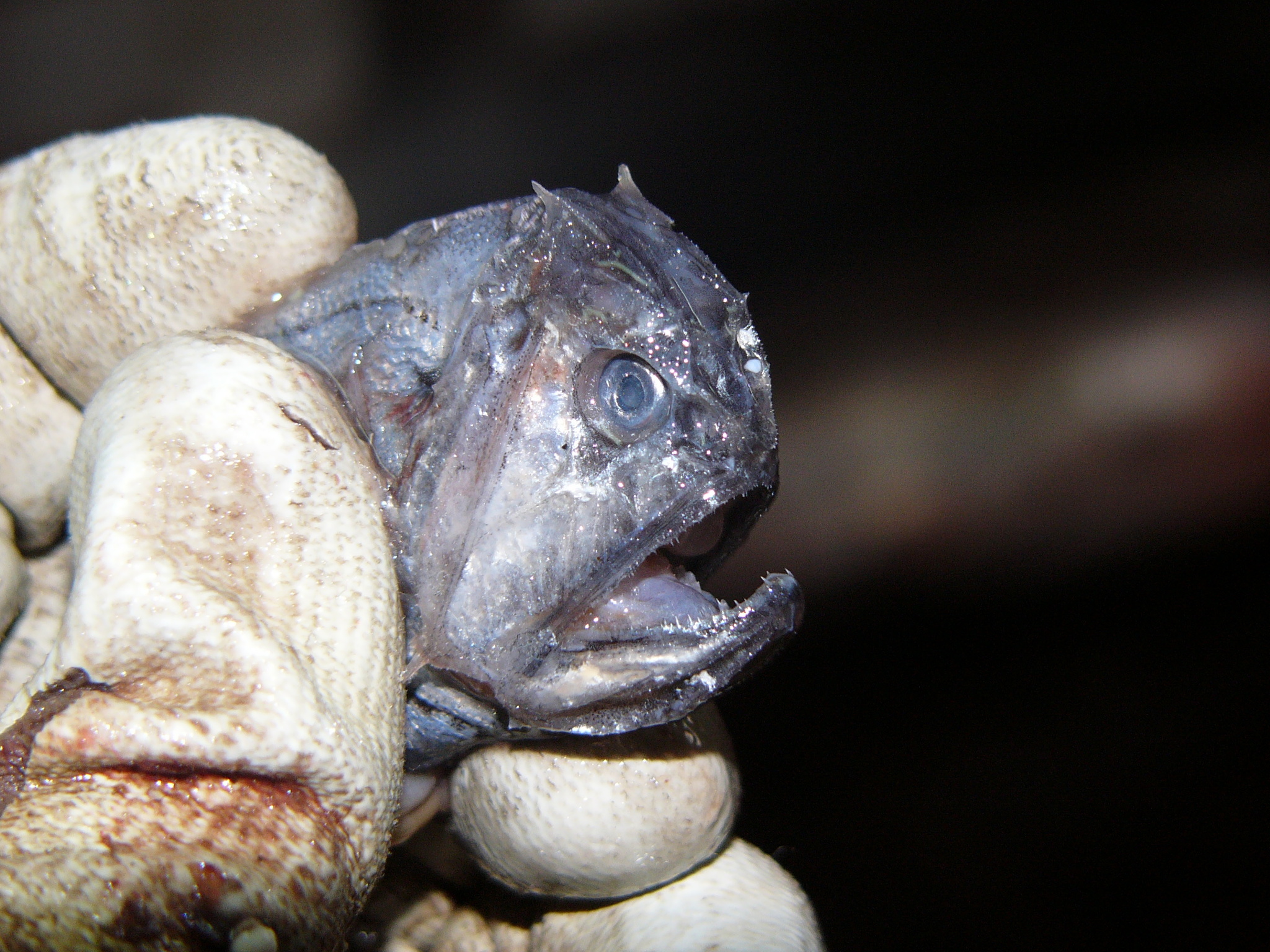 Shorthorn Fangtooth photo 5