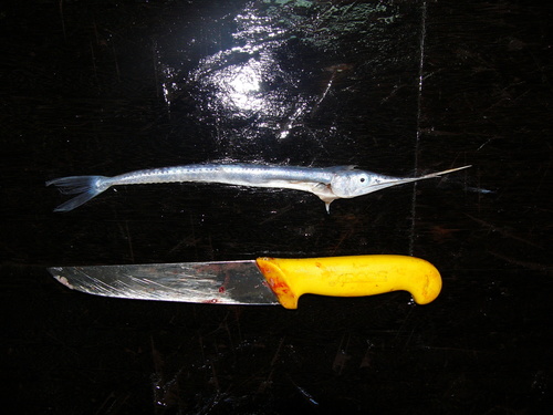 Broadbill Swordfish