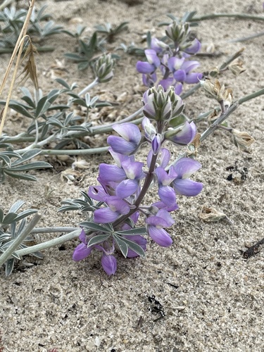 Chamisso Bush Lupine (Lupinus chamissonis)